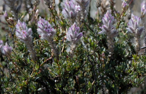 Ptilotus whitei