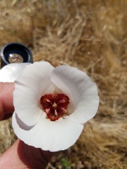 Calochortus simulans