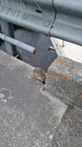 Common Hedgehog