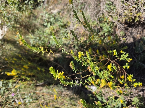 Yellow Odontites