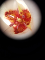 Calochortus simulans