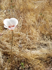 Calochortus simulans