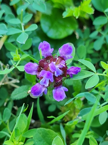 common selfheal