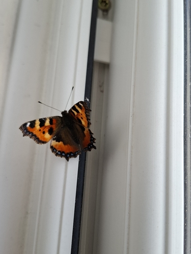 Small Tortoiseshell