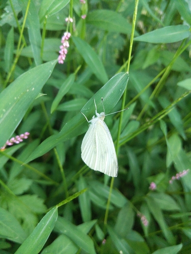 Small White