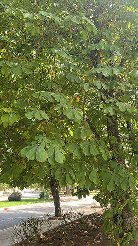 horse-chestnut