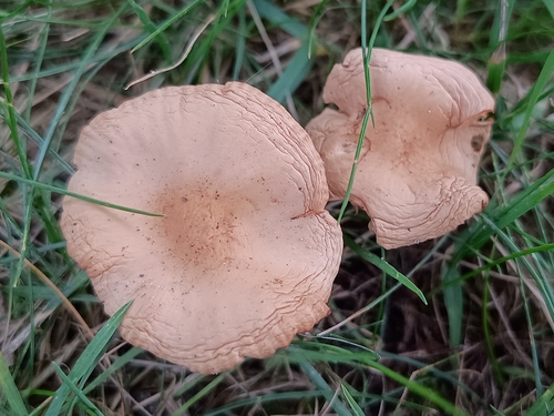 fairy ring marasmius