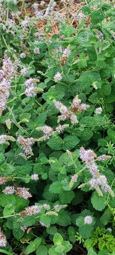 Apple Mint