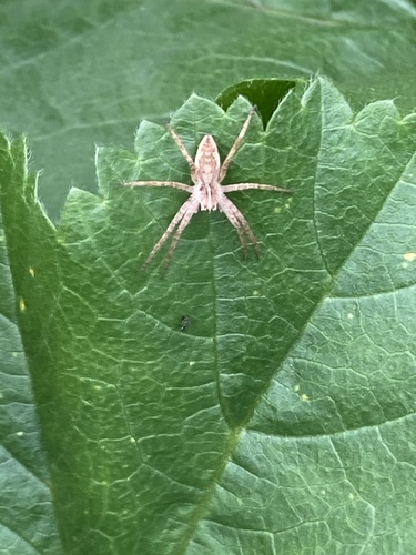 European Nursery Web spider