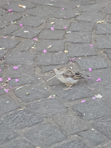 Italian Sparrow