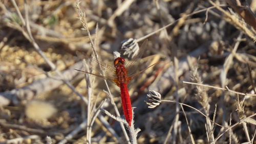 Broad Scarlet