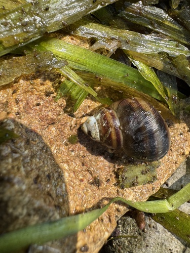 Italian river snail