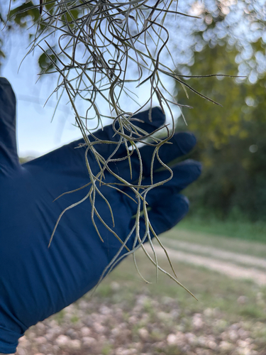 Spanish moss