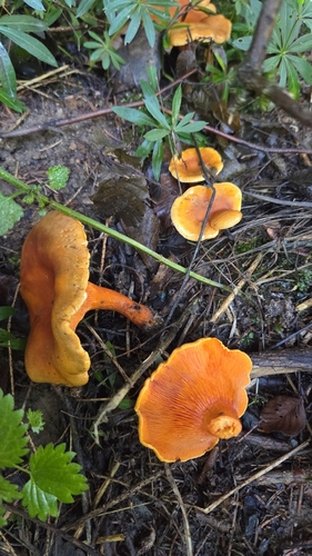 False Chanterelle