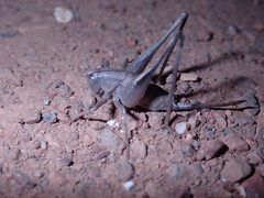Idionotus siskiyou