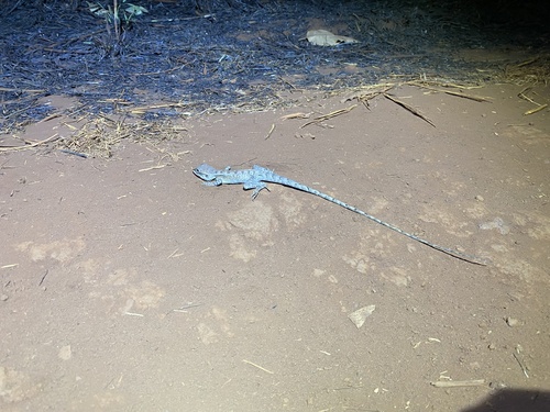 Gilbert's Dragon