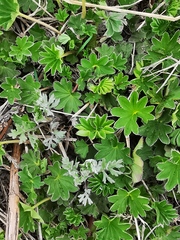 Alchemilla subcrenata