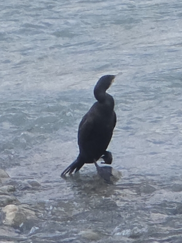 Great Cormorant