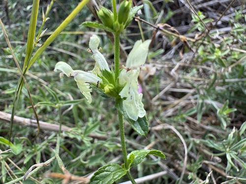 Stachys recta, photograph 3