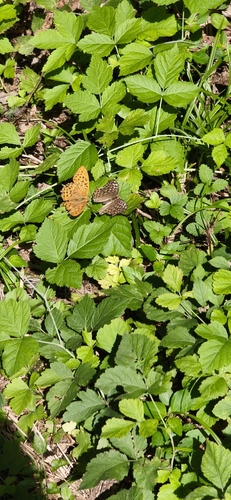 Silver-washed Fritillary