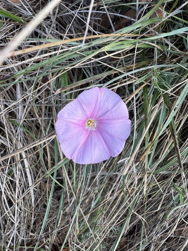 Convolvulus cantabrica, photograph 2