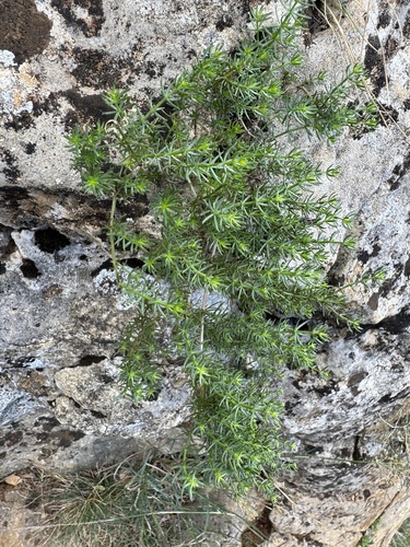 Galium lucidum