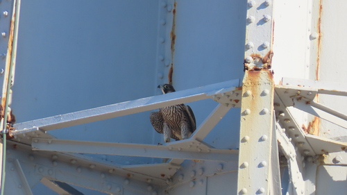 Peregrine Falcon
