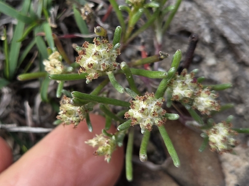 Dwarf Beauty-heads