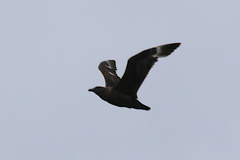 Stercorarius antarcticus