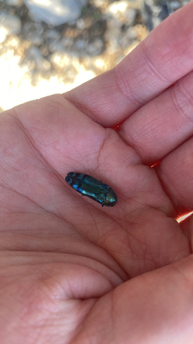 metallic wood-boring beetle
