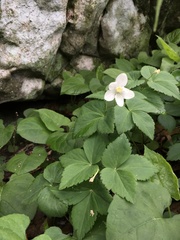 Anemonoides lancifolia