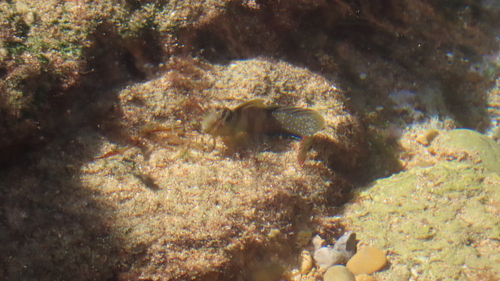 Peacock Blenny
