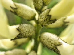 Astragalus eremiticus