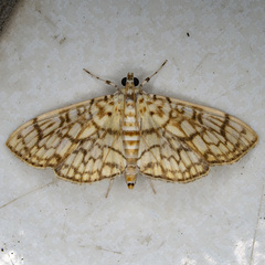 Haritalodes