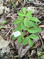 Anemonoides lancifolia