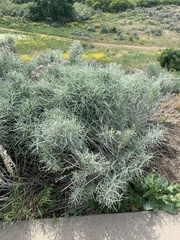 Artemisia cana