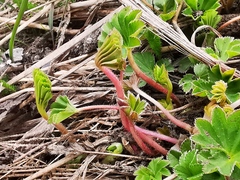 Alchemilla subcrenata