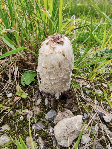 Shaggy Mane