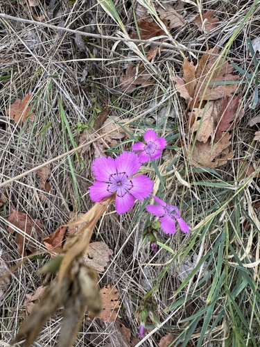 Dianthus seguieri