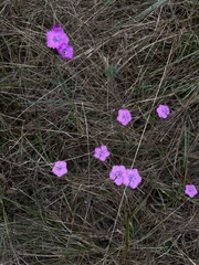 Dianthus seguieri, photograph (c) Paolo Zucca, some rights reserved (CC BY)