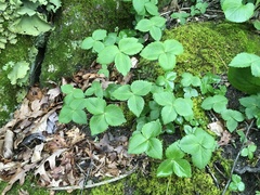 Anemonoides lancifolia