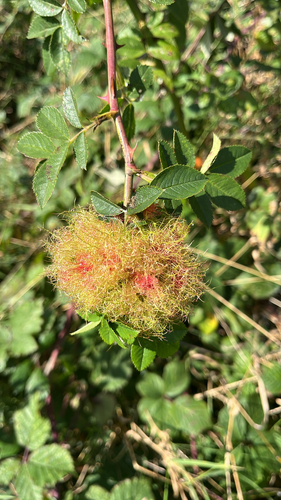 Mossy Rose Gall Wasp