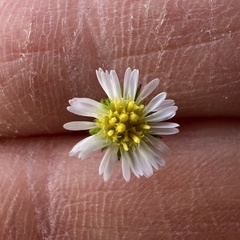 (c) Anne Parker, some rights reserved (CC BY) Symphyotrichum subulatum, photograph (c) Anne Parker, some rights reserved (CC BY)