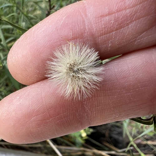 Symphyotrichum subulatum, photograph 5