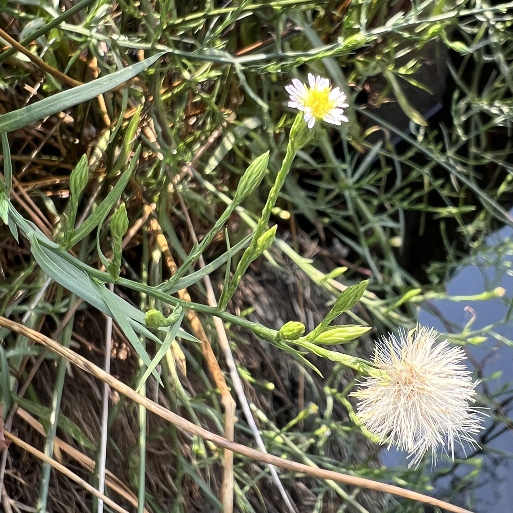 Symphyotrichum subulatum; photograph (c) Anne Parker, some rights reserved (CC BY)