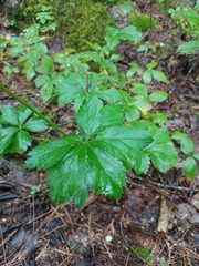 Sanicula marilandica, photograph (c) Quinten Wiegersma, some rights reserved (CC BY)