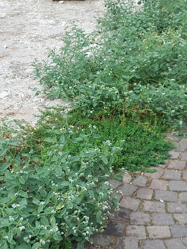 European heliotrope