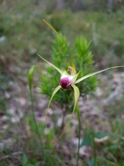 Caladenia infundibularis