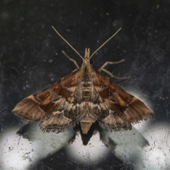 Diasemia