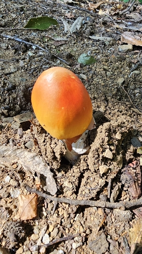 Asian Vermilion Slender Caesar
